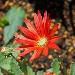 オレンジの花