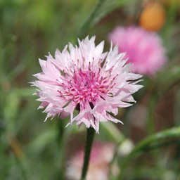 ピンクの花