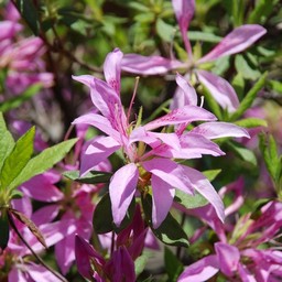ピンクの花
