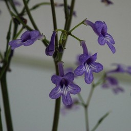 青い花