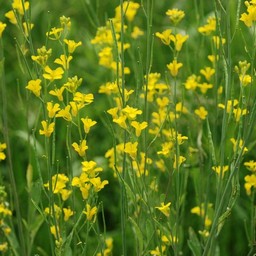 菜の花
