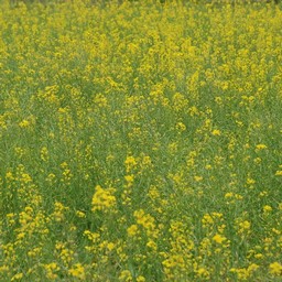 菜の花
