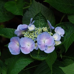 紫陽花