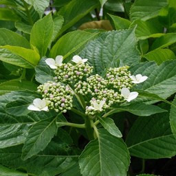 紫陽花