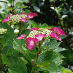 紫陽花