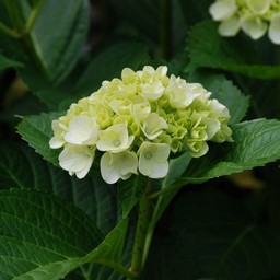 紫陽花