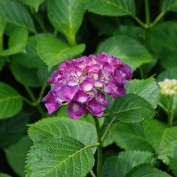 紫陽花