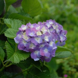 紫陽花