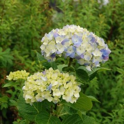 紫陽花