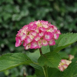 紫陽花