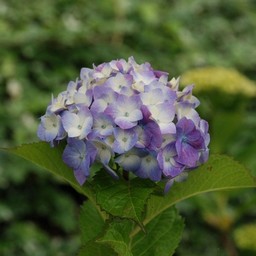 紫陽花