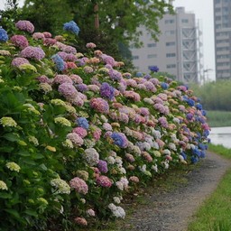 紫陽花