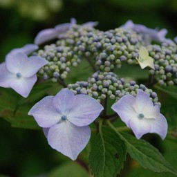 紫陽花