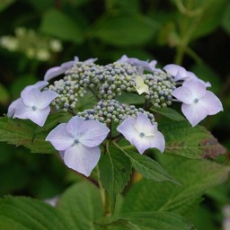 紫陽花