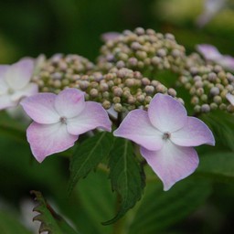 紫陽花
