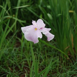 しょうぶ
