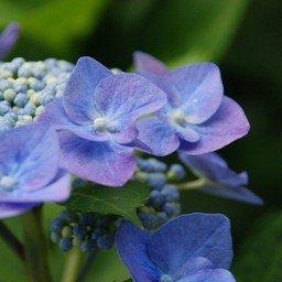 紫陽花