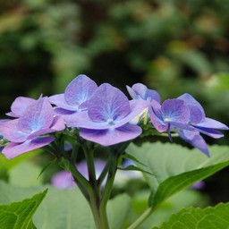 紫陽花