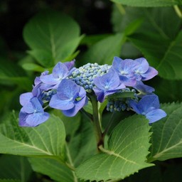 紫陽花