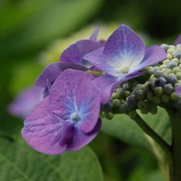 紫陽花