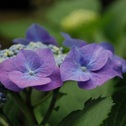 紫陽花
