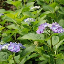 紫陽花