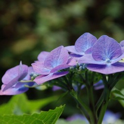 紫陽花