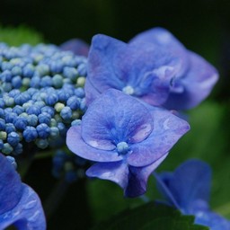 紫陽花