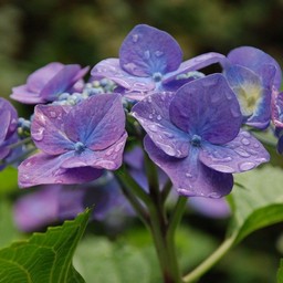 紫陽花