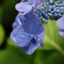 紫陽花