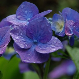 紫陽花