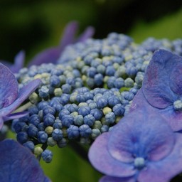 紫陽花