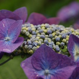 紫陽花