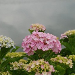 紫陽花
