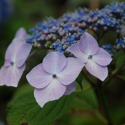 紫陽花