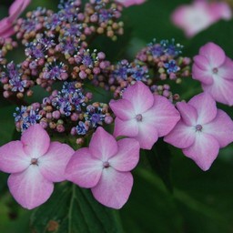 紫陽花
