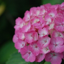 紫陽花