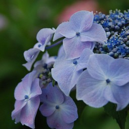 紫陽花