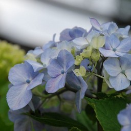 紫陽花