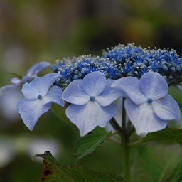 紫陽花