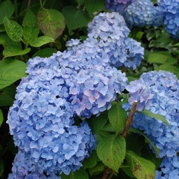 紫陽花
