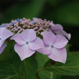 紫陽花