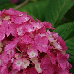 紫陽花