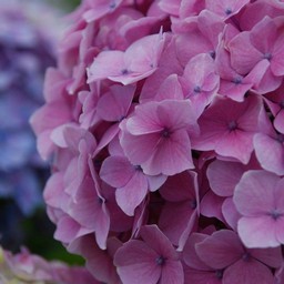 紫陽花