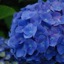 紫陽花