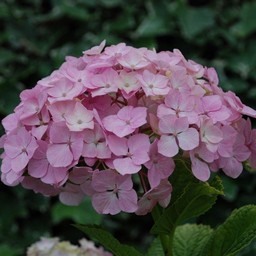 紫陽花