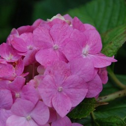 紫陽花