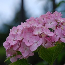 紫陽花