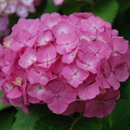 紫陽花