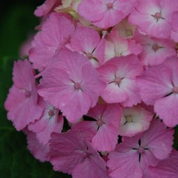 紫陽花